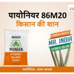 PIONEER 86M20 BAJRA SUMMER MILLET SEEDS
