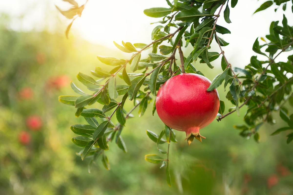 2048x1365 pomegranate seo gettyimages 502425210 0adfb4c (1)