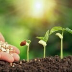 Fertilizers