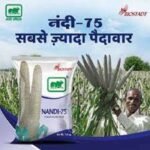 BIOSTADT NANDI 75 BAJRA 1.5KG