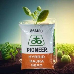 [PIONEER] 86M20 BAJRA SUMMER