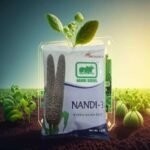 NANDI 31 BIOSTADT BAJRA 1.5KG